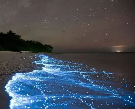 Experience the bioluminescent beauty of Mosquito Bay in Vieques, Puerto Rico, as the waters come alive with a mesmerizing glow, showcasing nature's magical light show in the Caribbean.